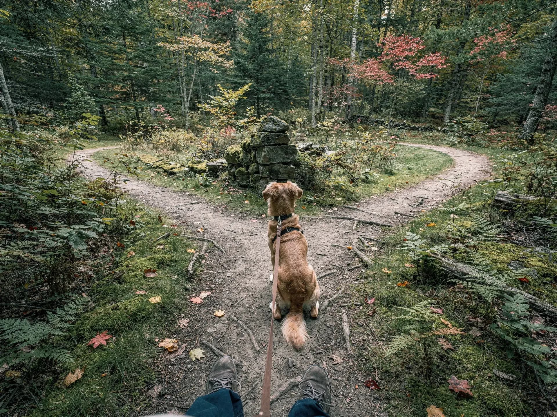 From a walker's boots, a golden dog sits where a woodland trail forks left and right around a mossy stone pillar.