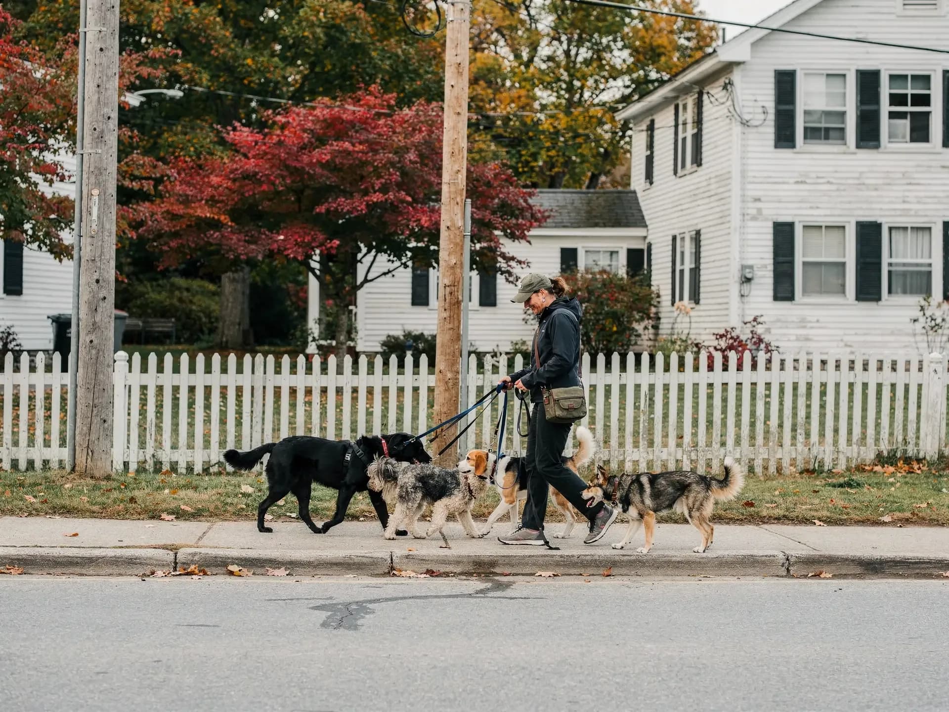 A dog walker in a cap smiles down at four dogs on leashes as she walks past a white picket fence and clapboard houses.