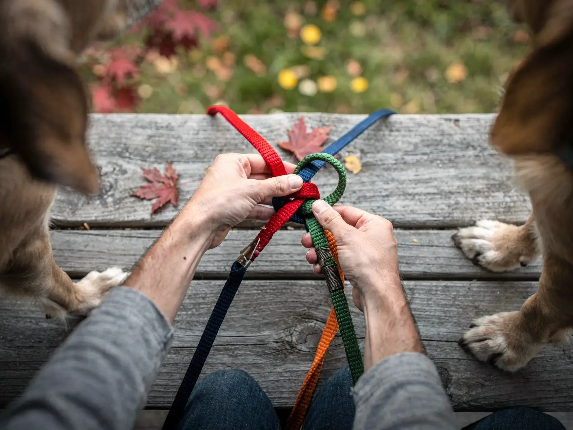 Hands work a knot out of red, blue, green, orange and black leashes on a weathered bench, two dogs' paws on either side.