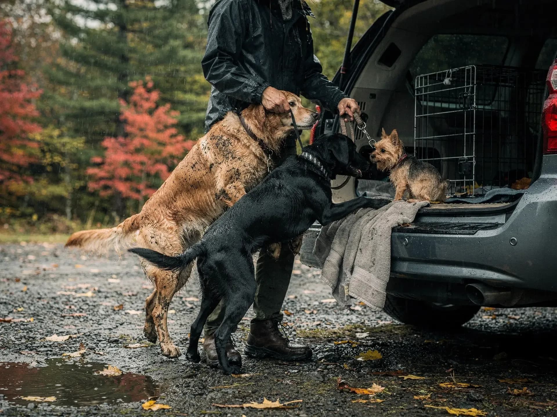 In the rain, a muddy retriever and a wet black Lab crowd a walker at an SUV hatch while a small terrier waits.