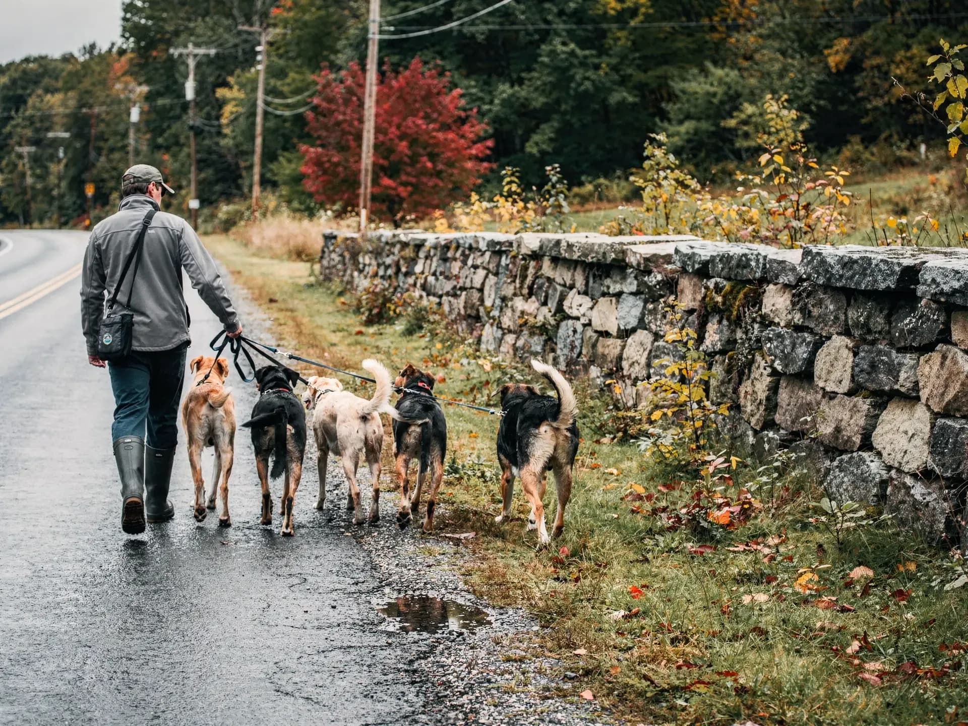 A dog walker leads five dogs on leashes along a wet two-lane road beside a mossy fieldstone wall.