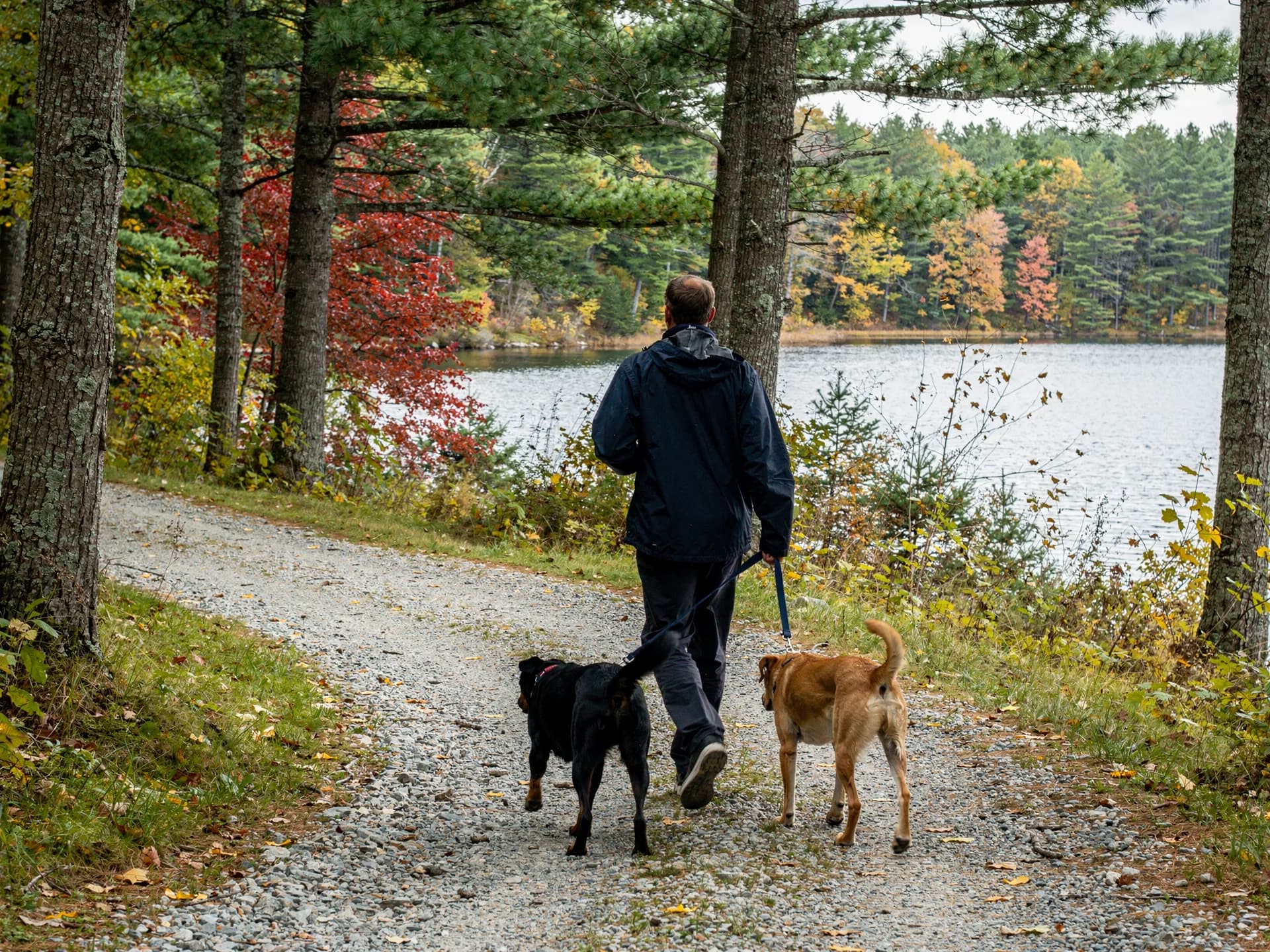 A dog walker in a navy rain jacket leads a black dog and a tan dog along a gravel path beside a lake in the pines.