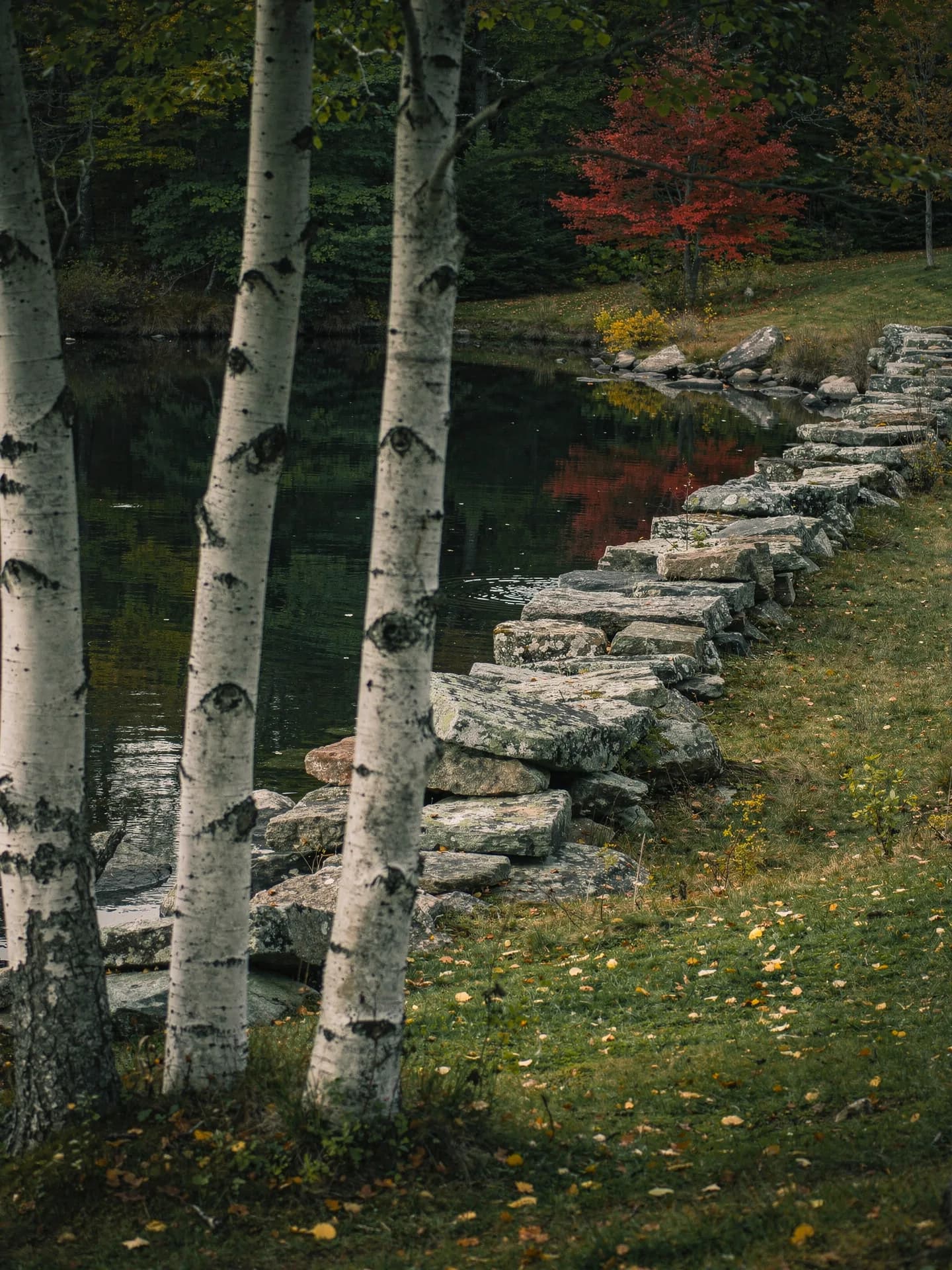 White birch trunks frame a still pond where an old stone wall runs down the bank to the water.