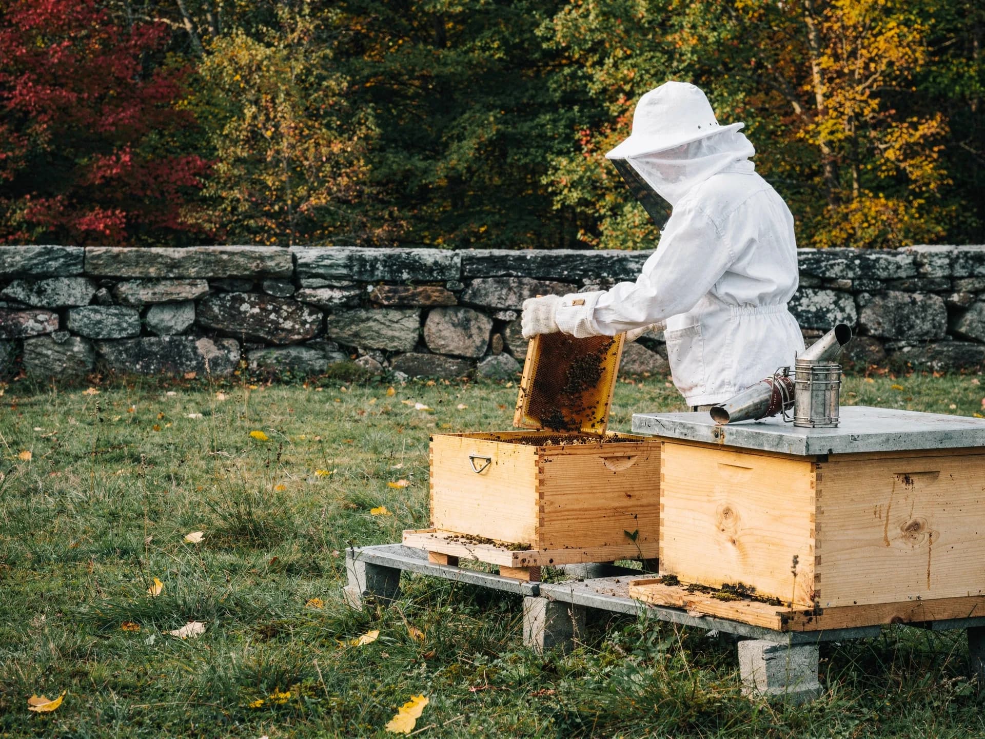 A beekeeper in a white veiled suit and gloves lifts a honey-filled frame from a wooden hive, a smoker on the next hive and a stone wall behind.