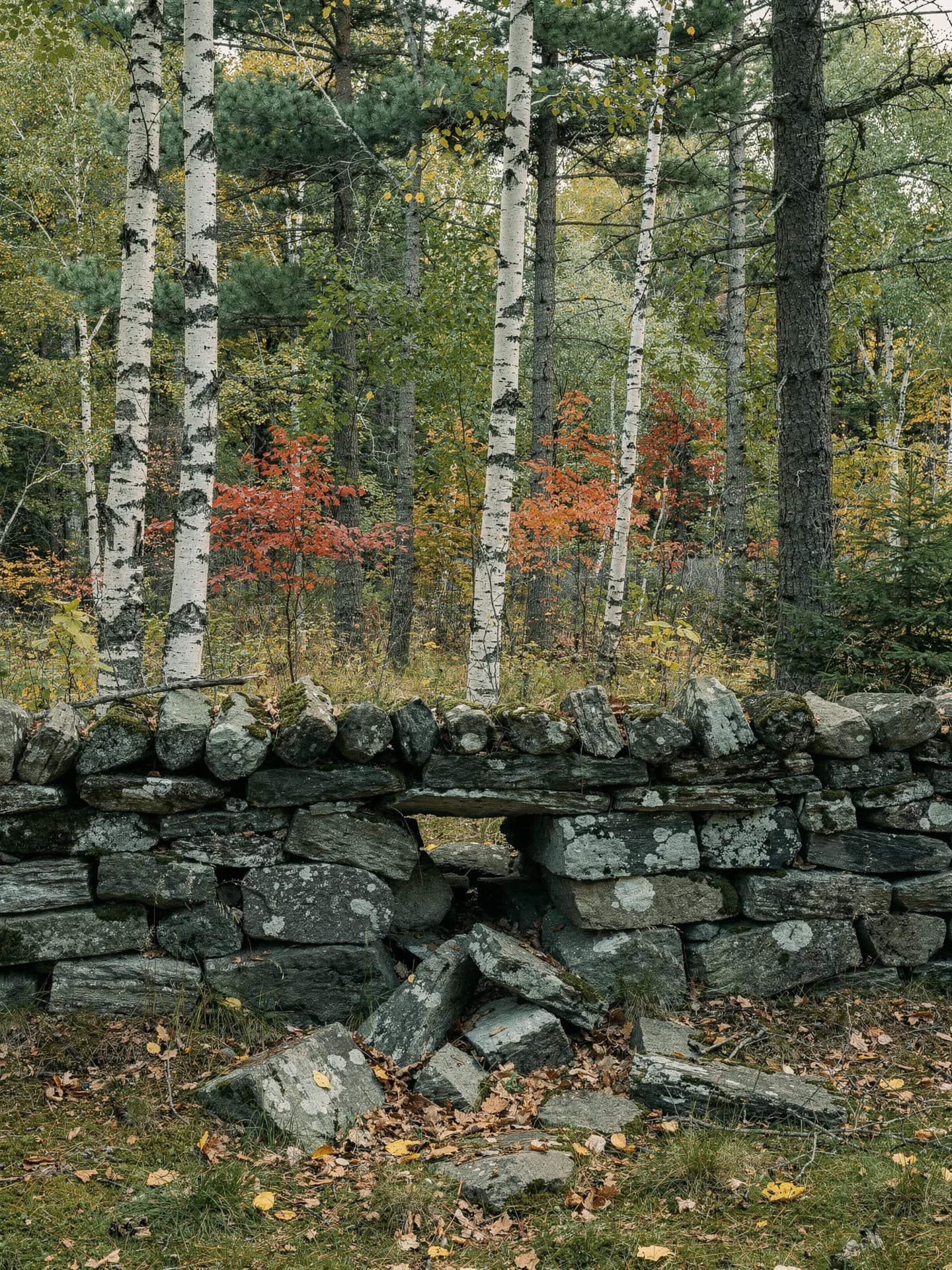 An old dry-stone wall with one tumbled gap runs through birch and pine woods, fallen stones lying in the leaves.