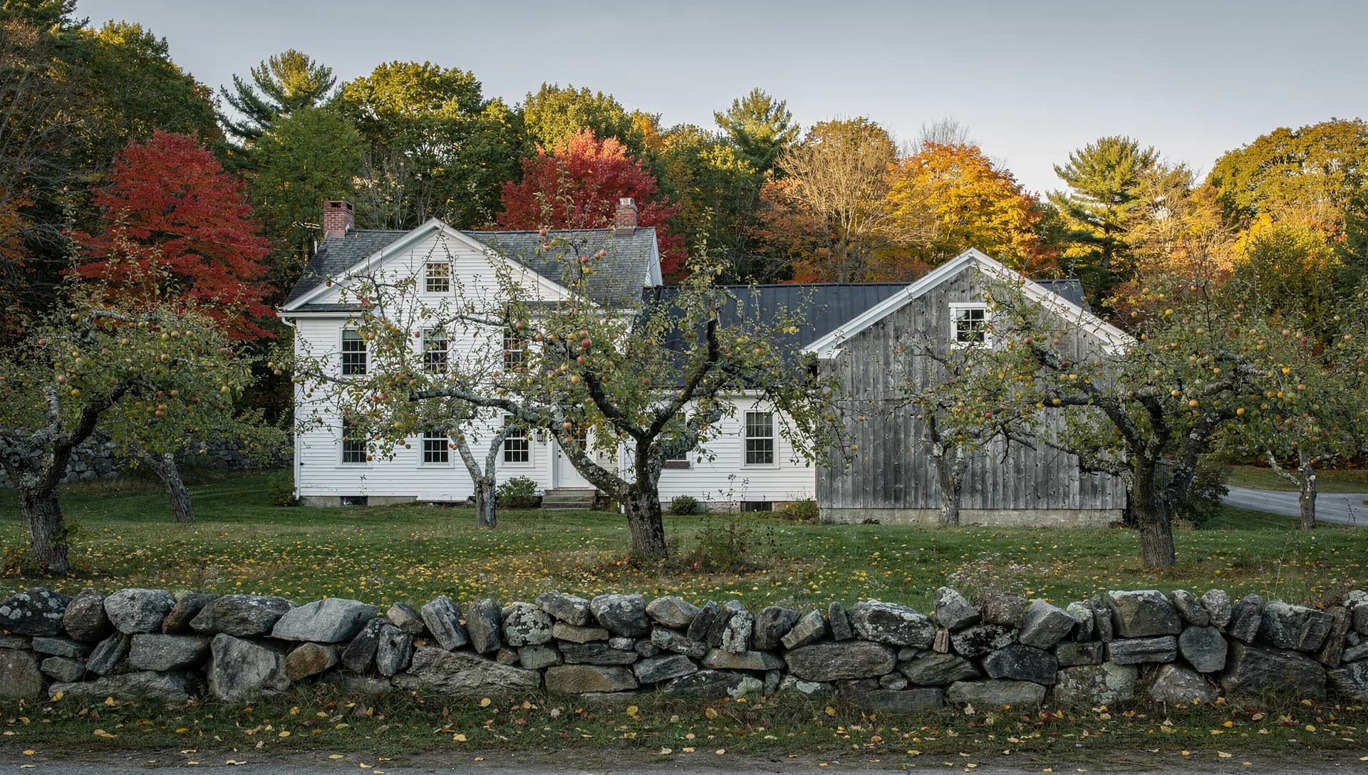 A white connected farmhouse and a grey barn stand behind a fieldstone wall, old apple trees heavy with fruit in front.