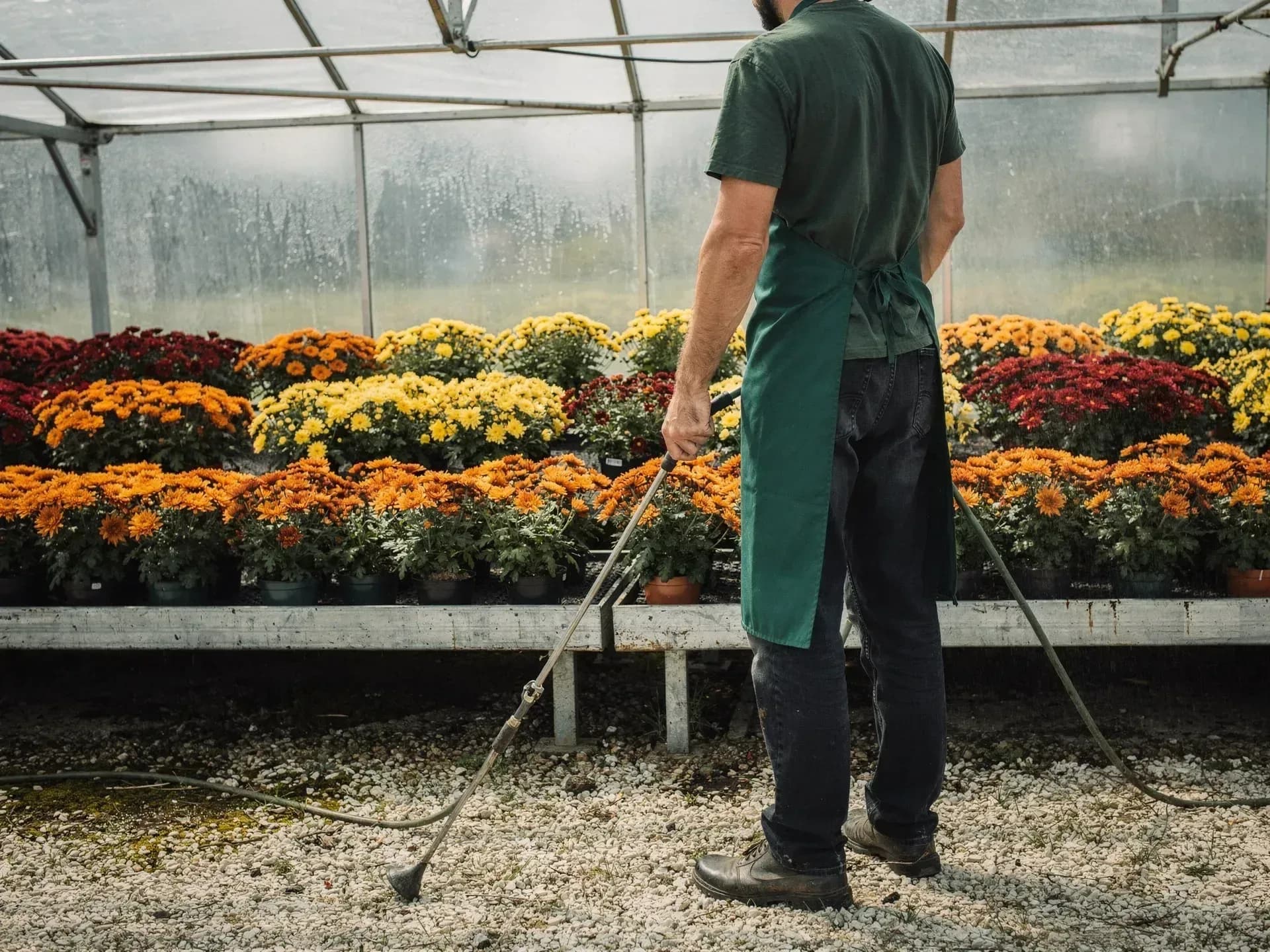 A grower in a green shirt and apron holds a watering wand beside benches of potted mums in orange, yellow and red inside a greenhouse.