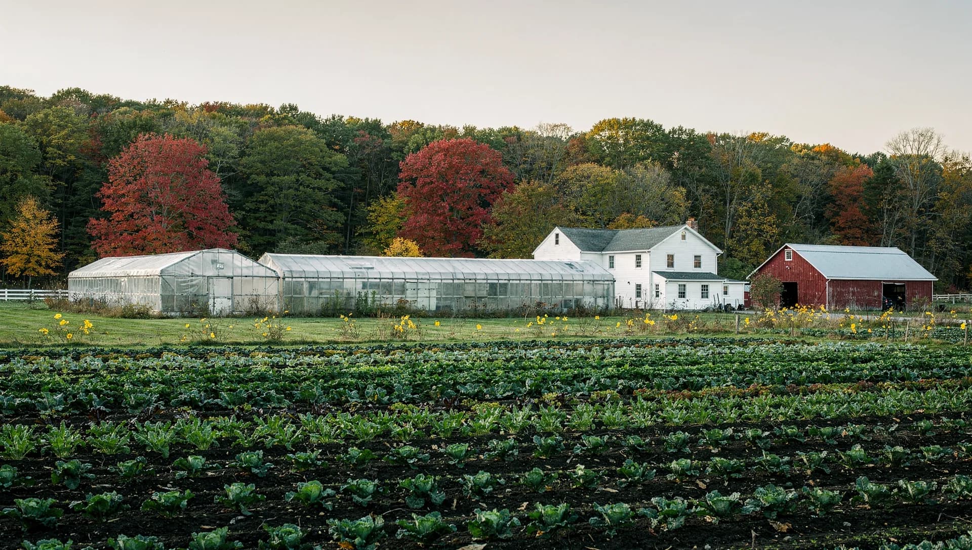 Rows of late greens run toward two greenhouses, a white farmhouse and a red barn under wooded hills.
