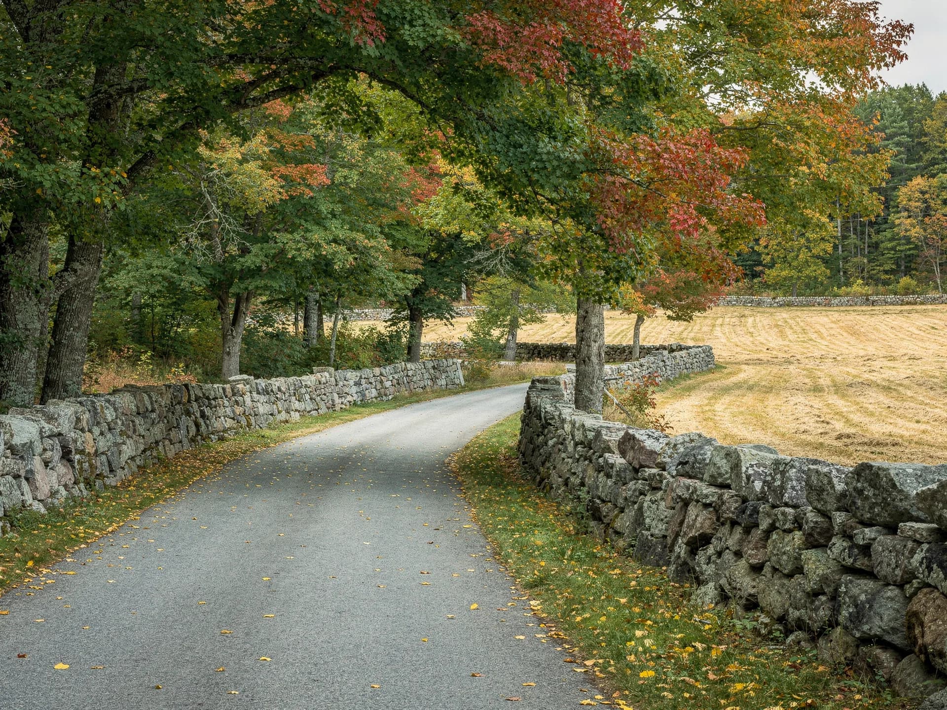 A narrow country road curves between two fieldstone walls under maples turning red, a mown hayfield on the right.