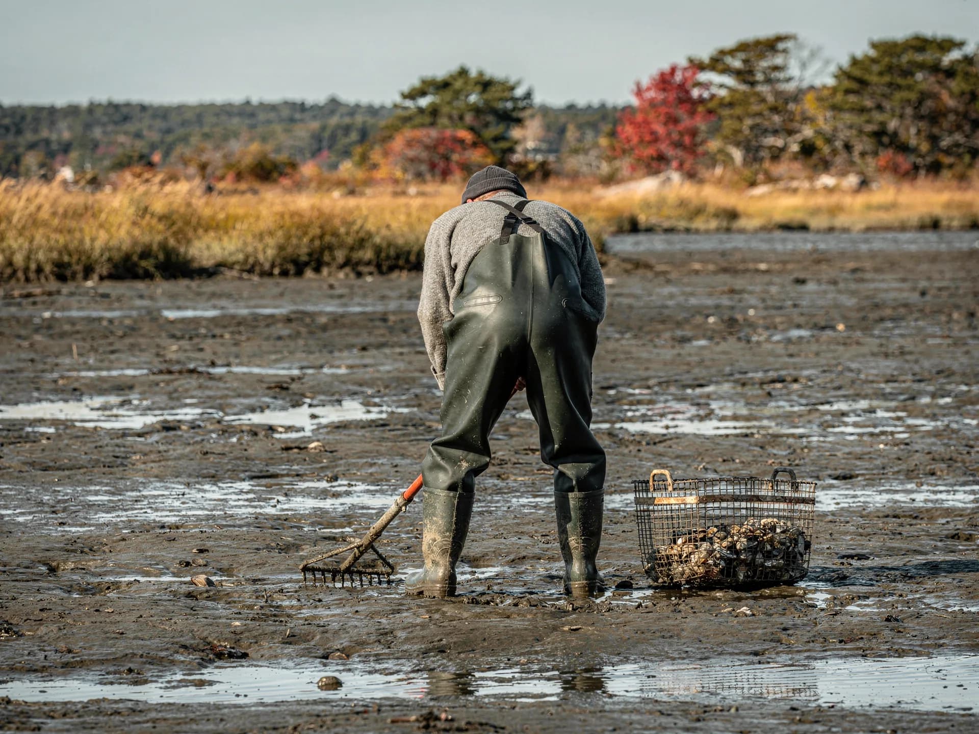 A clammer in chest waders and a wool cap bends over a tidal flat working a clam rake beside a wire basket of clams, golden marsh behind.