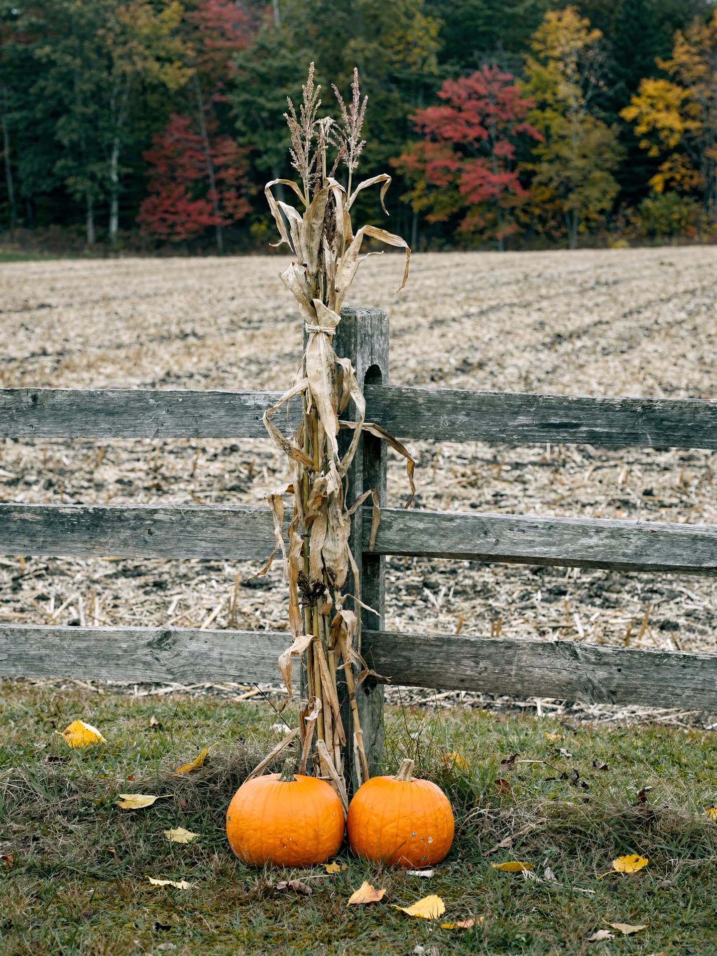 A bundle of dried cornstalks is tied to a split-rail fence post with two pumpkins at its foot, a cut cornfield behind.