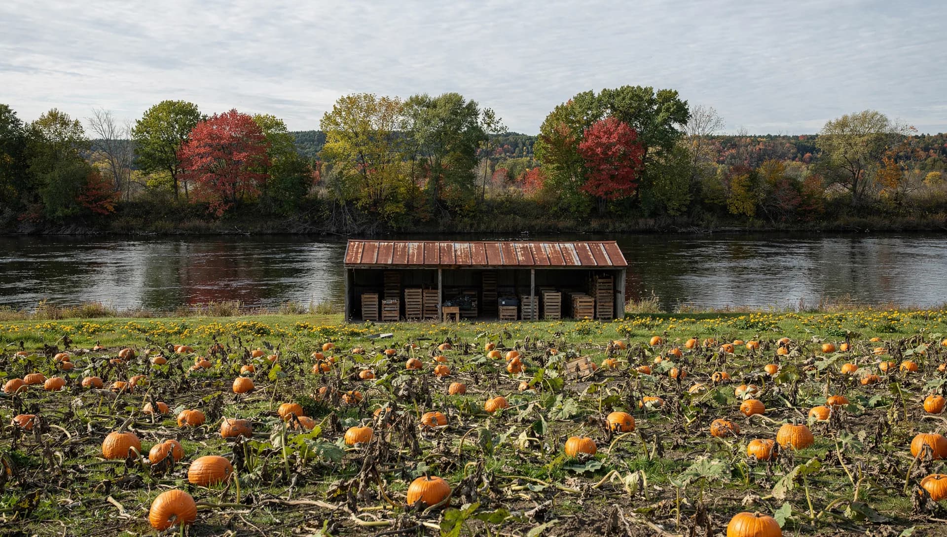 Pumpkins ripen on the vine in front of an open farm shed stacked with crates, a broad river beyond.
