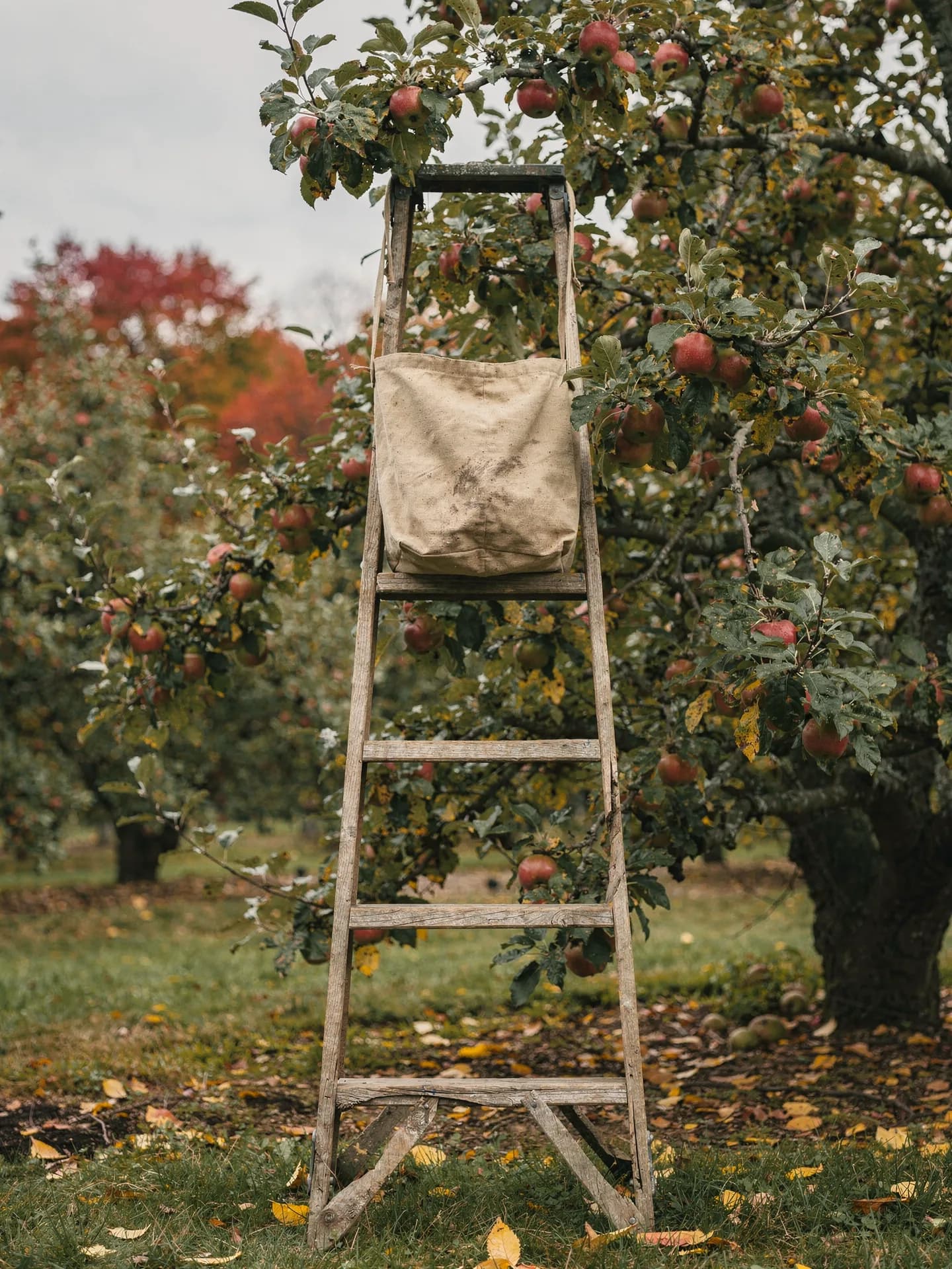 A wooden orchard ladder leans into an apple tree hung with red apples, a canvas picking bag hooked over its top.