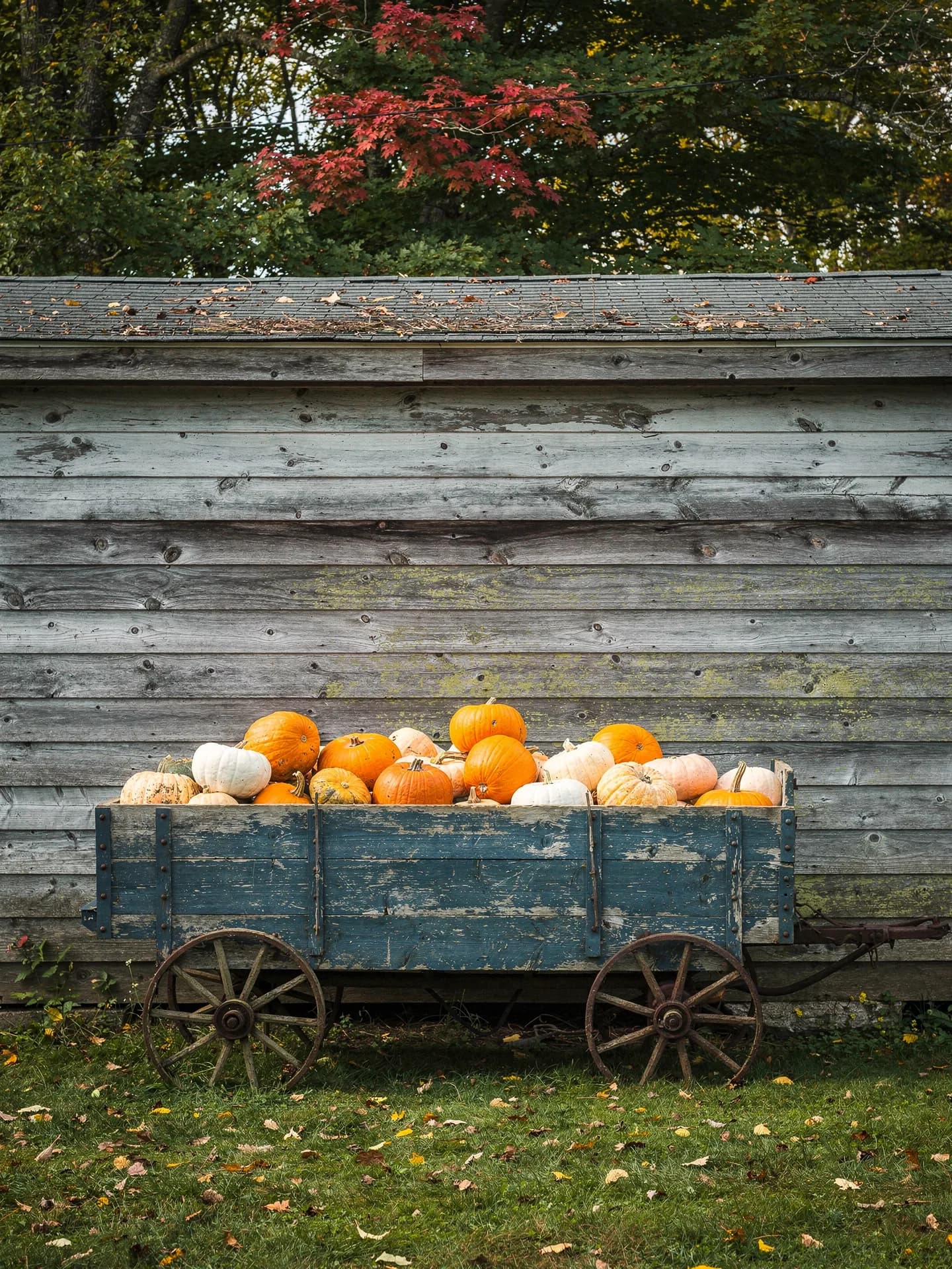 A faded blue wooden farm cart heaped with orange and white pumpkins is parked against the grey board wall of a shed.