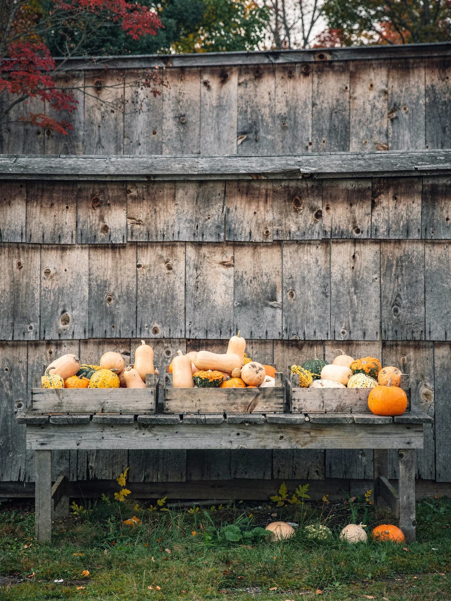 Wooden crates of butternut squash, gourds and pumpkins sit on a plank table against the grey board wall of a barn.