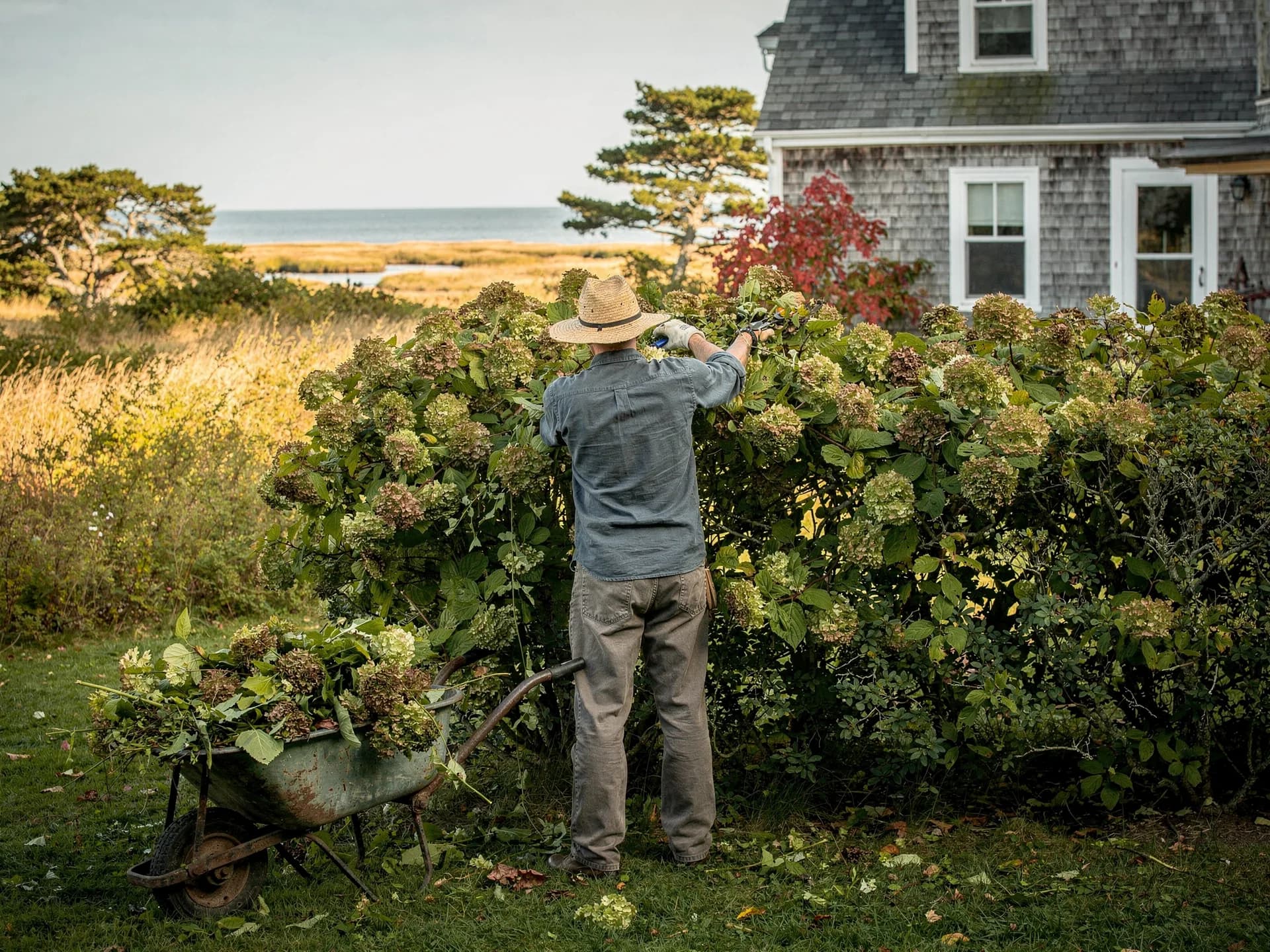 A gardener in a straw hat cuts back a tall hydrangea hedge beside a grey shingled house, a wheelbarrow of cut blooms on the lawn and golden salt marsh running to the sea.