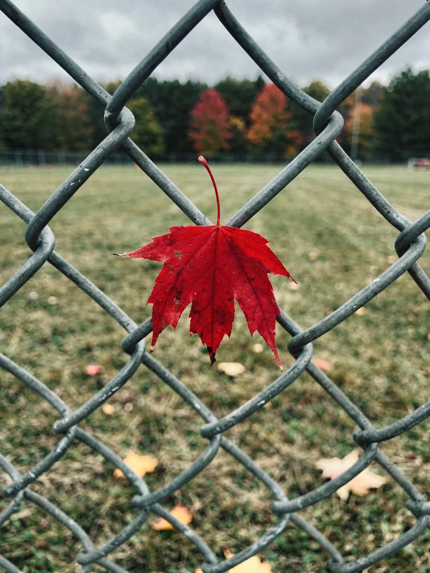 A single red maple leaf is caught in a chain-link fence, a mown ballfield and autumn trees soft behind it.