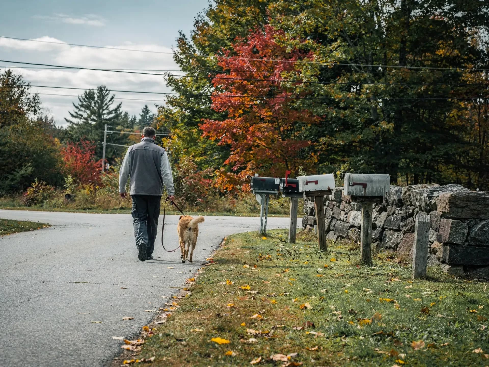A man walks a golden dog along a quiet back road past rural mailboxes and a dry-stone wall.