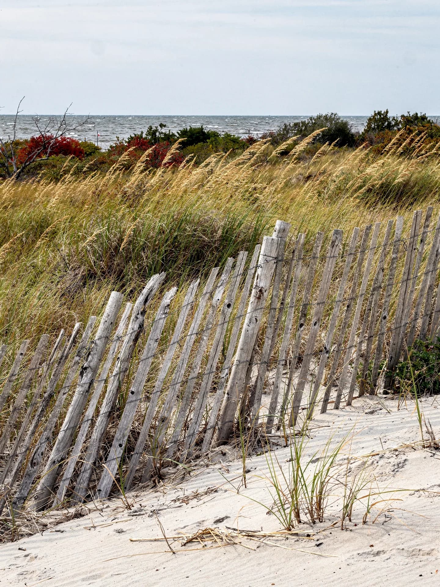 A weathered slat dune fence leans across a sand dune, beach grass bending in the wind and a strip of grey sea beyond.