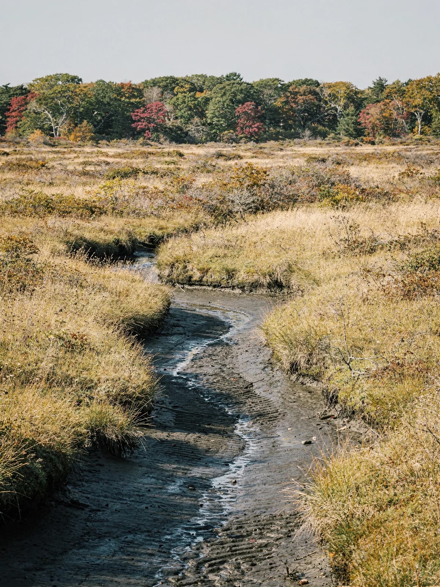 A narrow tidal creek curves through golden salt-marsh grass at low tide, dark mud banks leading to a far line of trees.