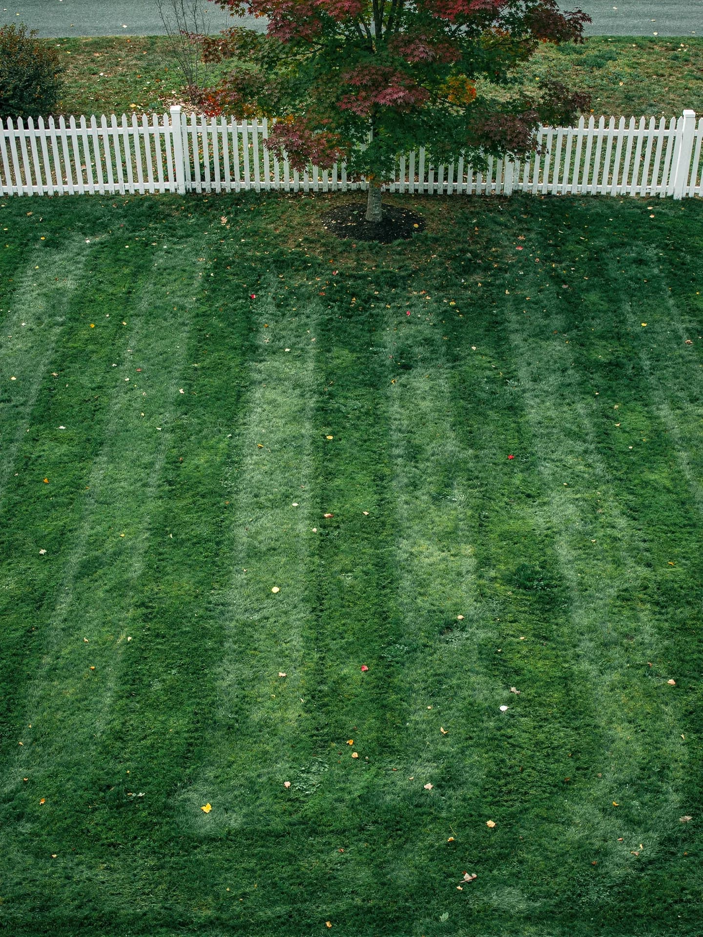 Light and dark mowing stripes run down a back lawn to a white picket fence and a single red maple.