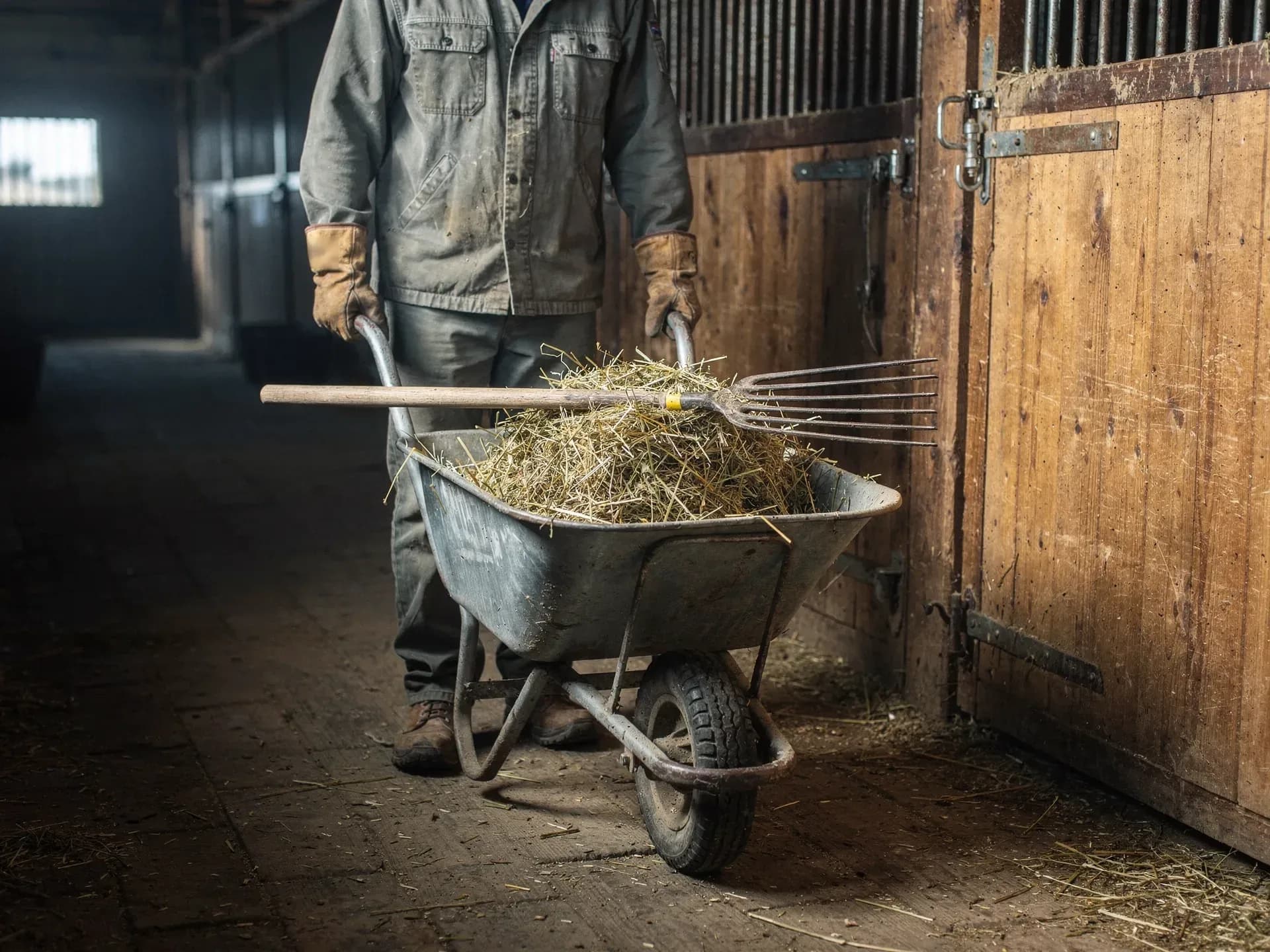 A barn owner in a canvas jacket and leather work gloves pushes a wheelbarrow of hay with a pitchfork across it down a stable aisle past wooden stall doors.