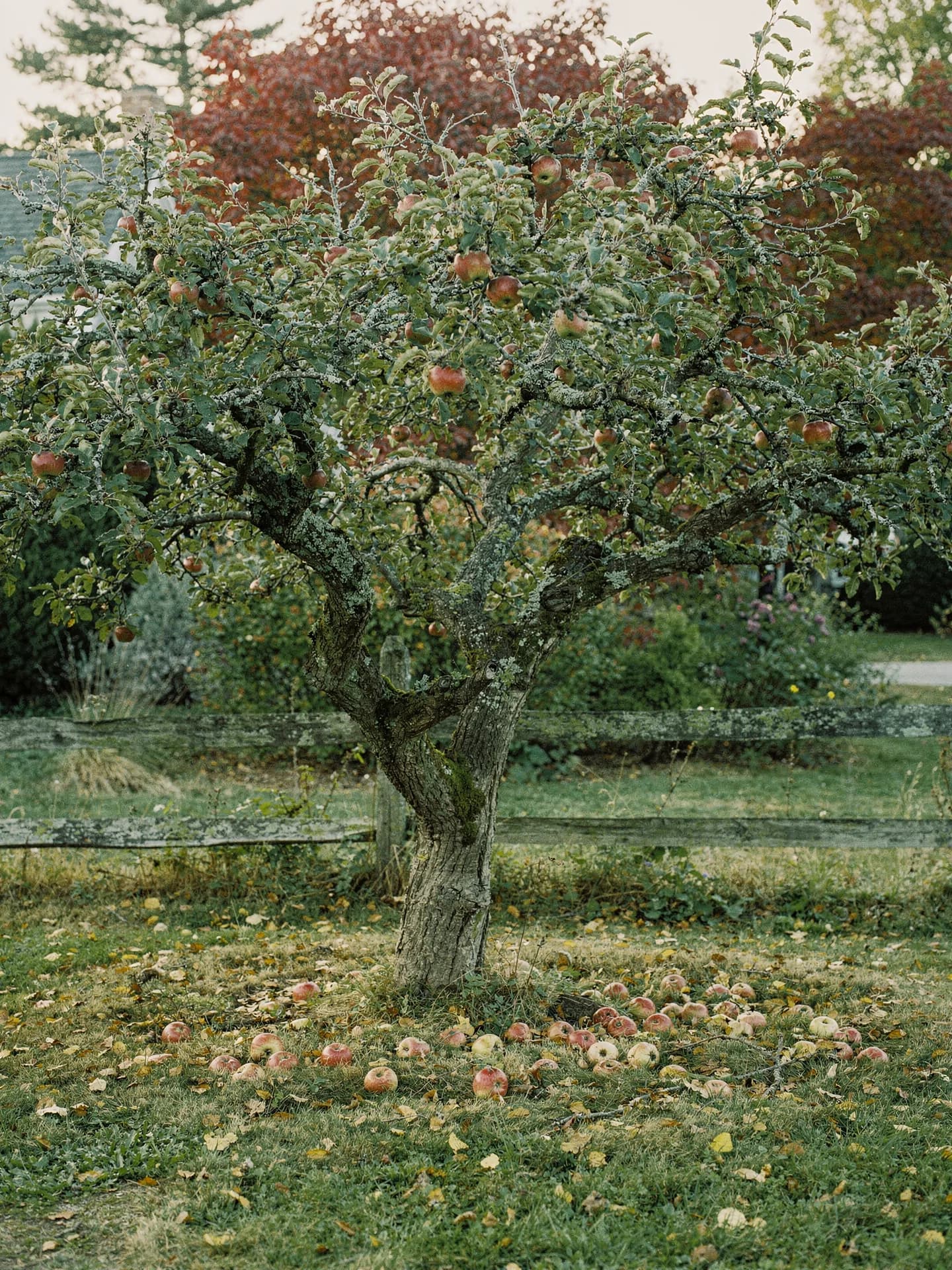 An old apple tree hung with red-streaked apples stands in a yard with windfalls in the grass, a split-rail fence behind.
