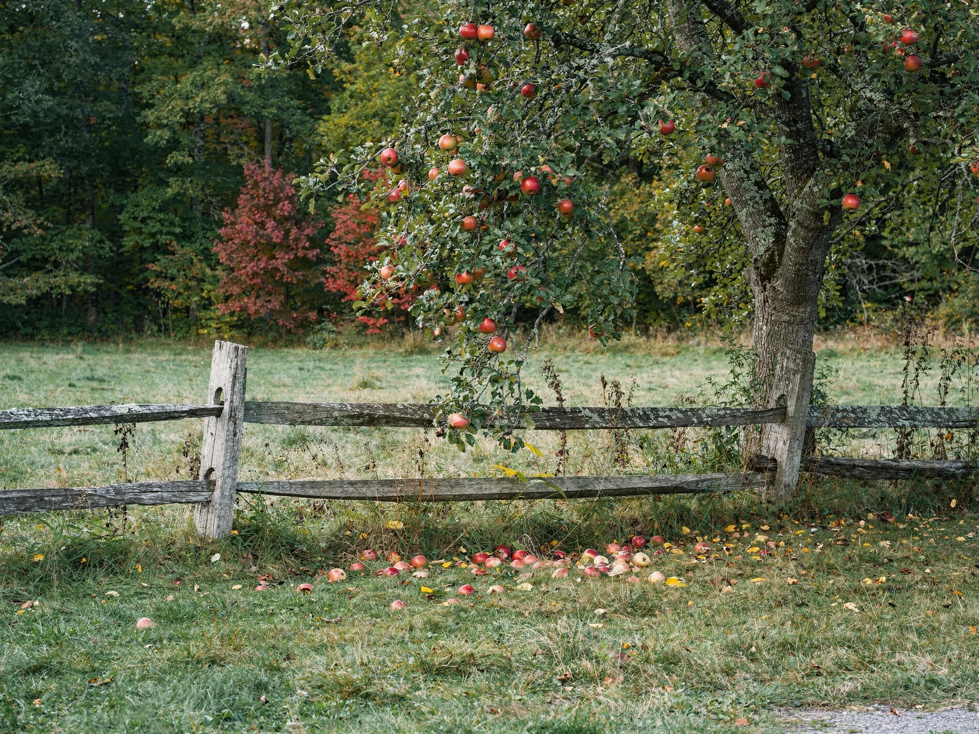 An old apple tree heavy with red apples leans over a split-rail fence, windfalls in the grass.