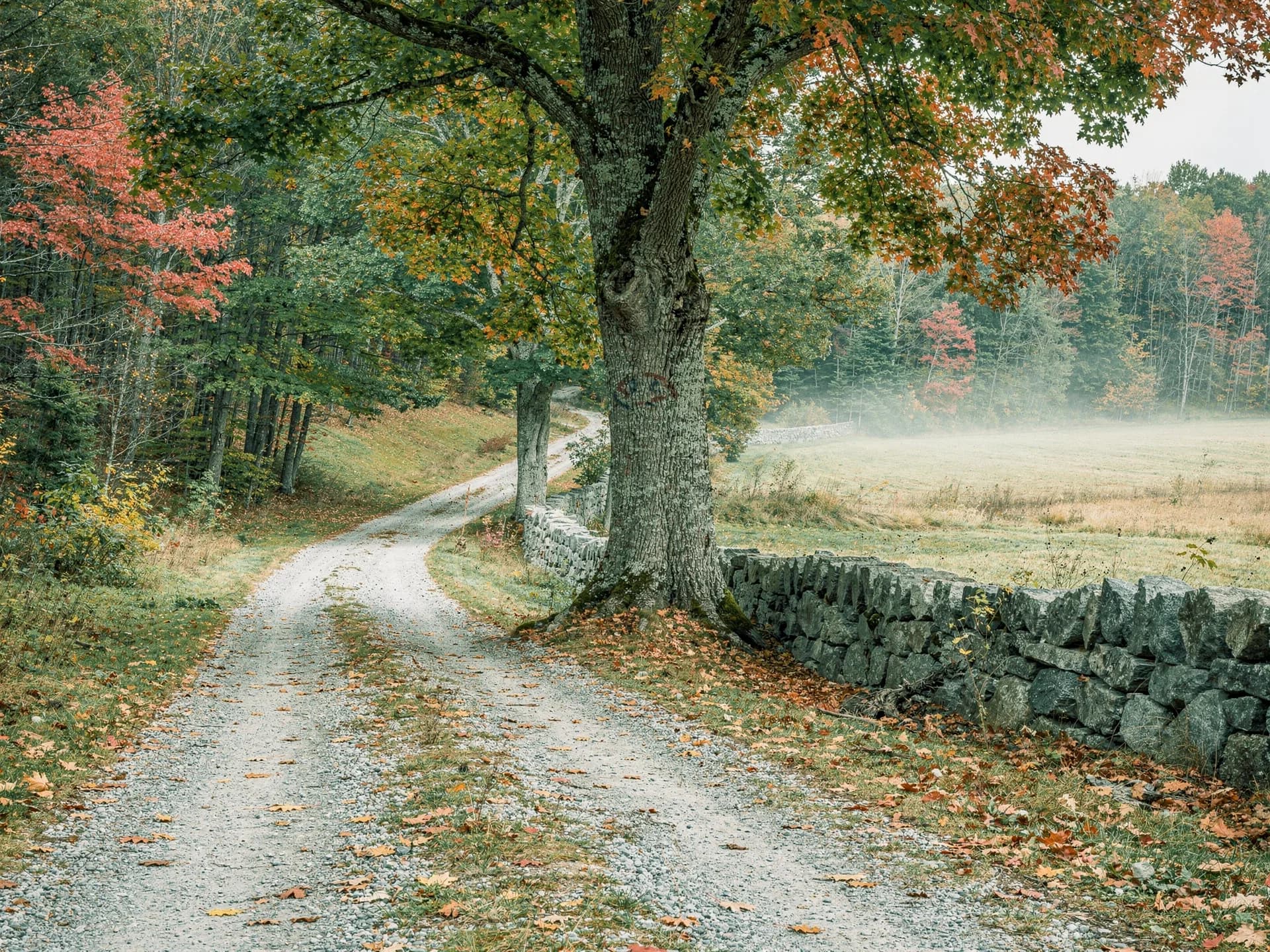 A gravel lane curves past a huge old maple beside a stone wall and a misty field.